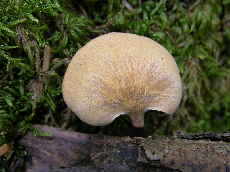 Polyporus varius (Pers.:Fr.)Fries